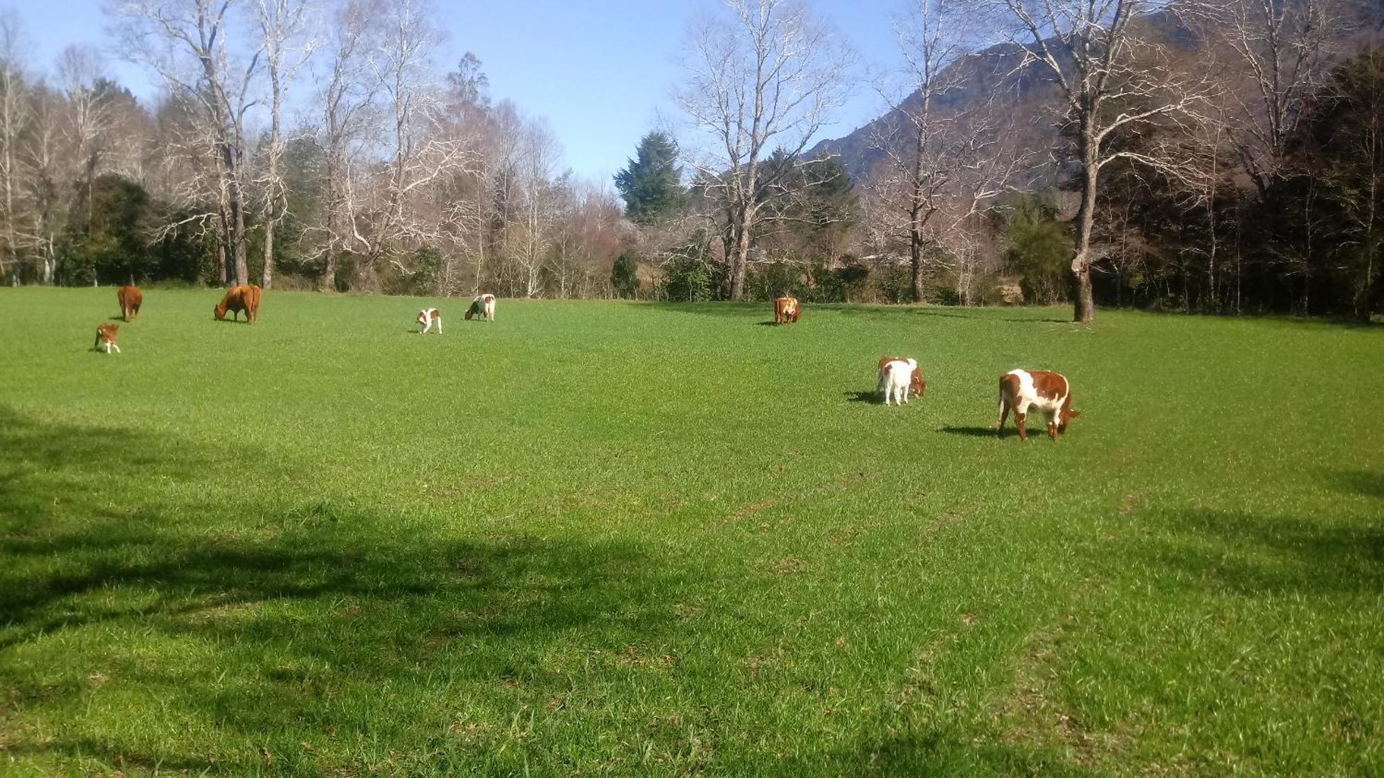 Cabanas Los Canelos Hermosa Granja En Pucón Pokój zdjęcie